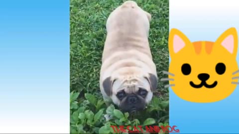 How to deactivate a Cat and dog