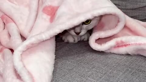 Welcomehome!#pets#cat