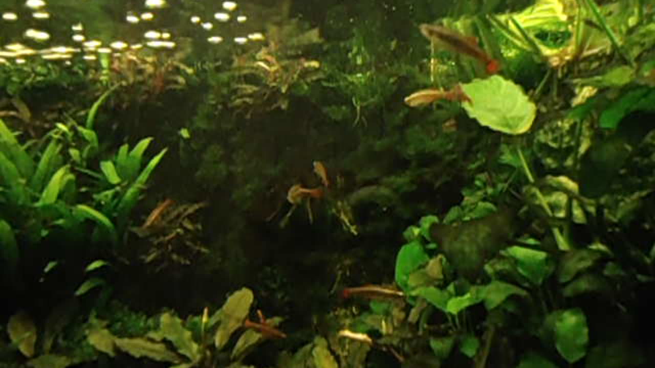 White cloud minnows feeding