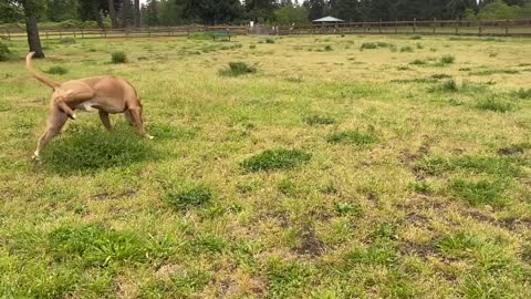 German Shepherd Attacks Pitbull