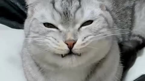 So funny cat🤣🤣🤣🤣