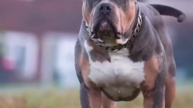 Pit bulls 🔥🐶 Dog 🐕 Attitude #dogs #petslover #animals #funny