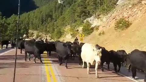 Cows Corralled down Road