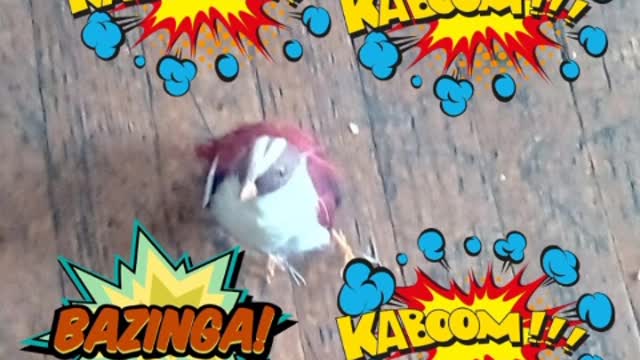 today video