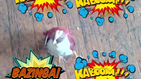 today video