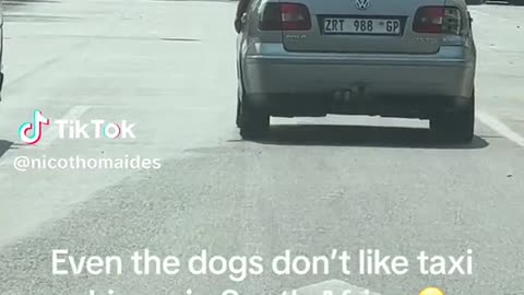 South Africa taxi and dog