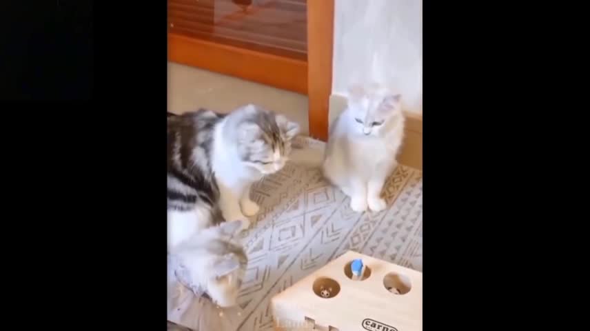 Cute And Funny Pets. Try Not To Laugh To These Pets Compilation#2