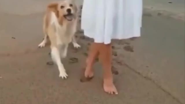 Dancing Doggo