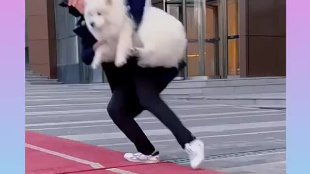 Funny and Cute Dog Video Compilation)))