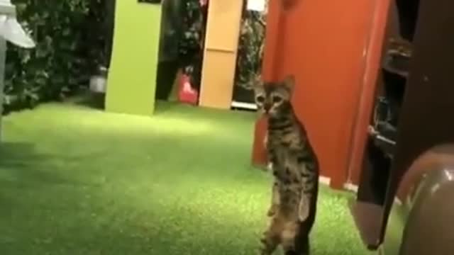 Cat funny video cat funny video