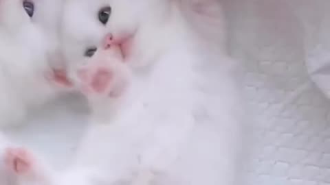 Funny Pets Moments #9