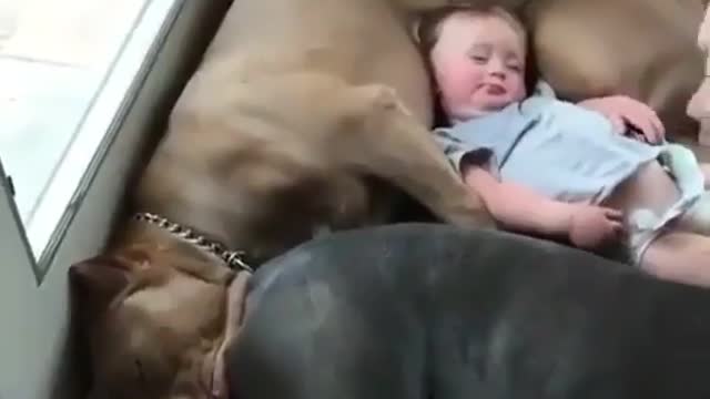 Sleeping time with Doggy brothers