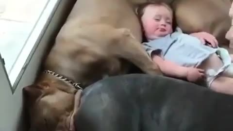 Sleeping time with Doggy brothers