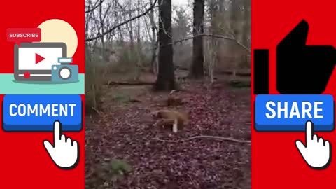 funny moment For cats and dogs part #1