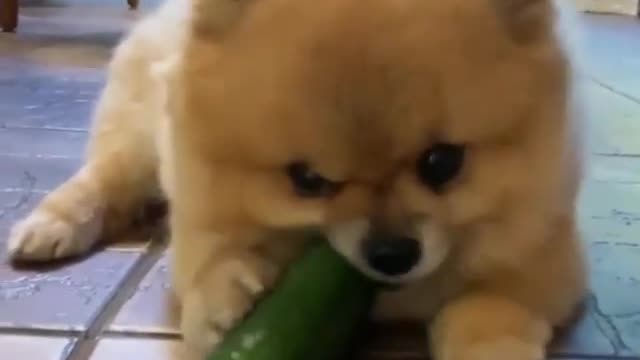 Cute Dog So Happy Eating Cucumber.