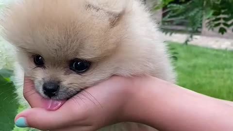 Dog Nithin12