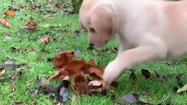 Funniest & Cutest Labrador Puppies
