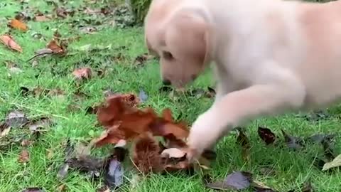 Funniest & Cutest Labrador Puppies