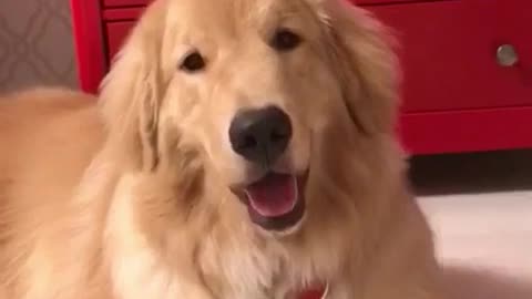 Brown dog next to red drawer