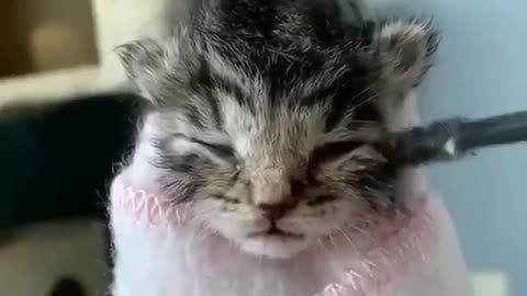 kitty viral video