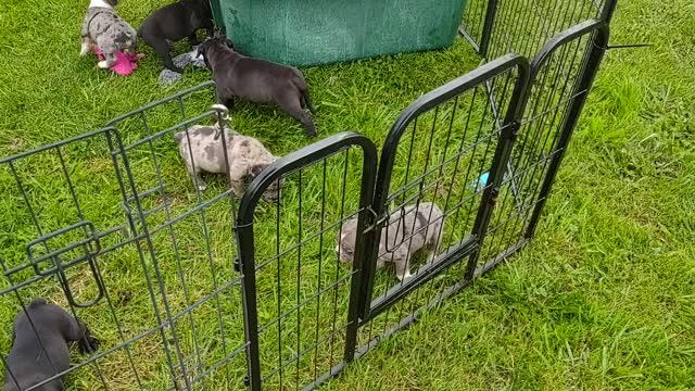 Olde English Bulldogge Puppies!