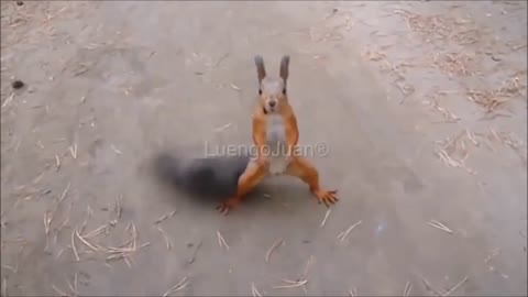 Funny chipmunk dancing