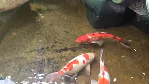 Video of beautiful aquarium fish