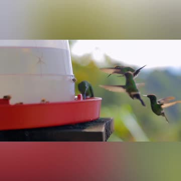 Thirsty Hummingbirds.