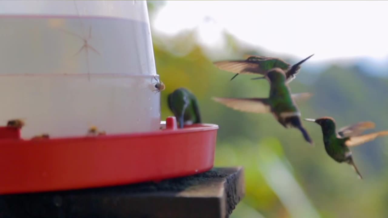 Thirsty Hummingbirds.