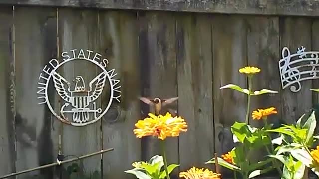 Female Rubythroat Loves My Zinnias