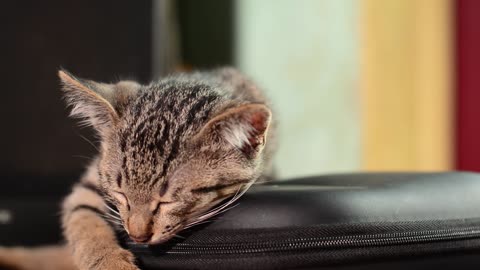 Cute cat sleeping and stretching