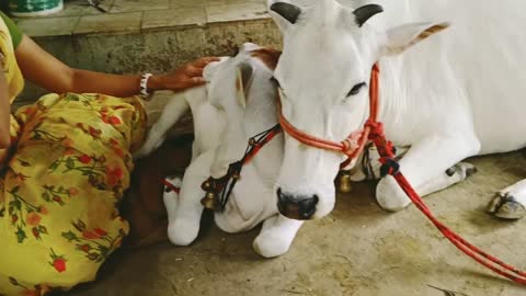 Cute baby cow 🐄🐂🐂🐄🥰🥰🥰🥰🥰🥰