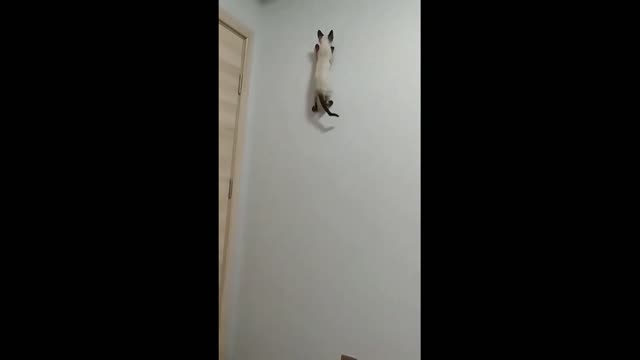 Funny video