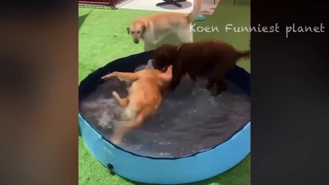 New Funny Animals 😅 Funniest Dogs And Cats Videos 2023🐶😺 #1.mp4