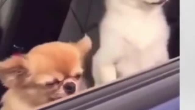 Cuties| cute funny dogs watching outside from car