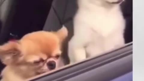 Cuties| cute funny dogs watching outside from car