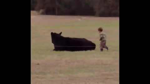 Grand Theft Cow