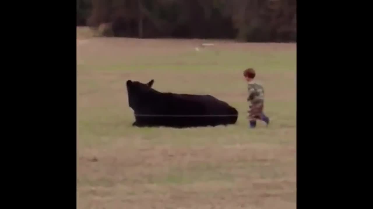 Grand Theft Cow