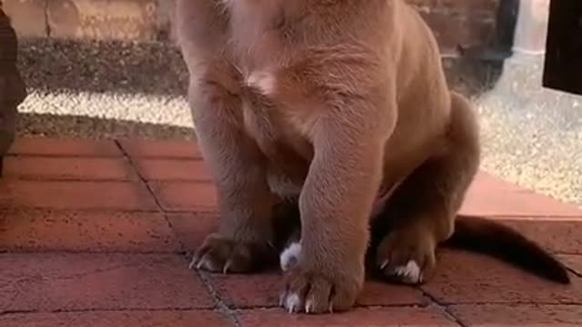 Cute Puppy Calling mama | Dog Cute Puppy 2022