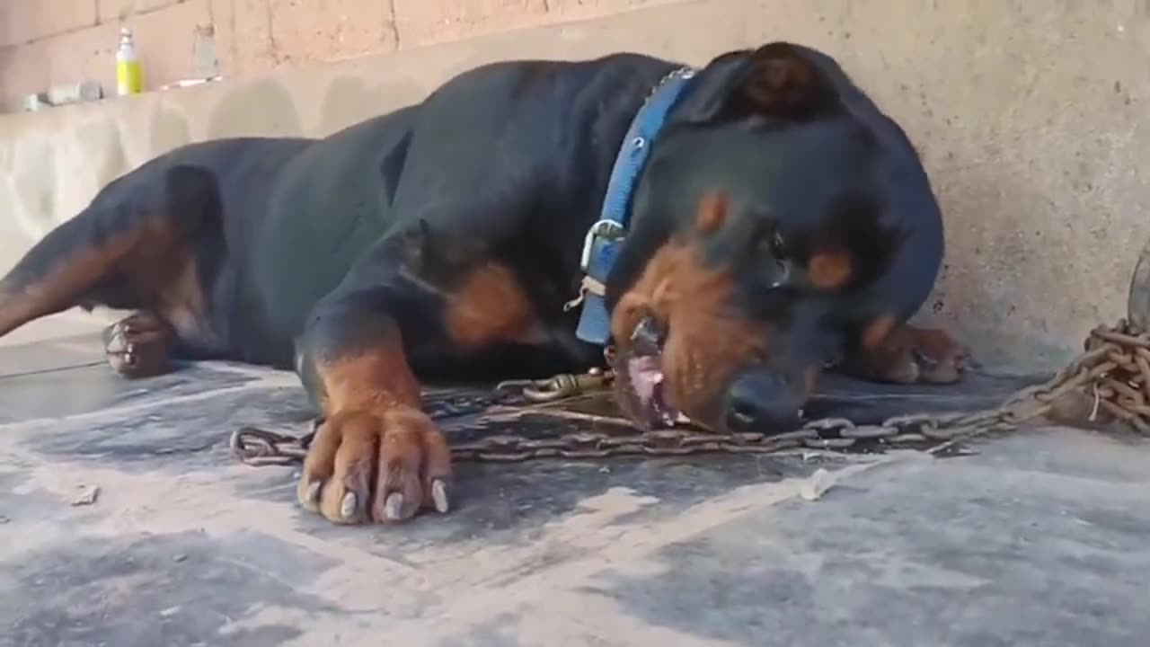 Rottweiler aggressive