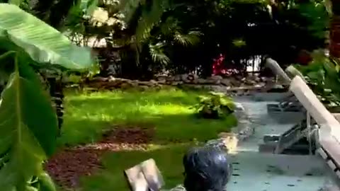 Amazing sounds natural Beauty 😍😍