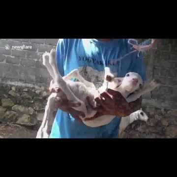 Goat born with 7 legs and 'multiple sexes' in Indonesia