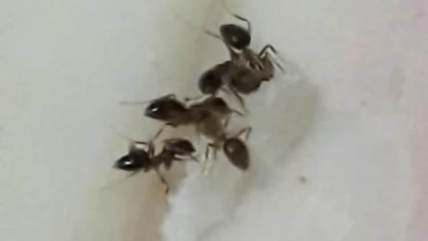 ant cooperation