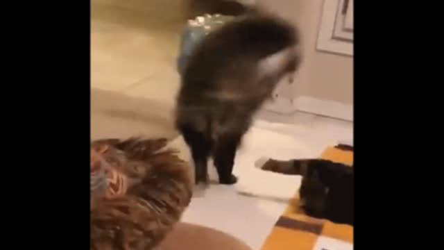 Cute cat gif video