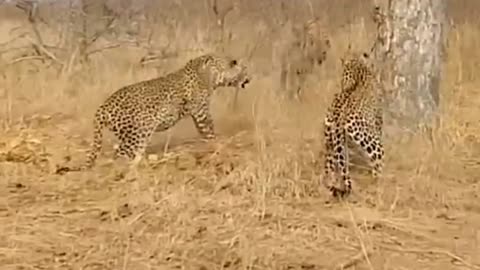 Hyenas Circle as Leopards Engage in Brutal Battle!