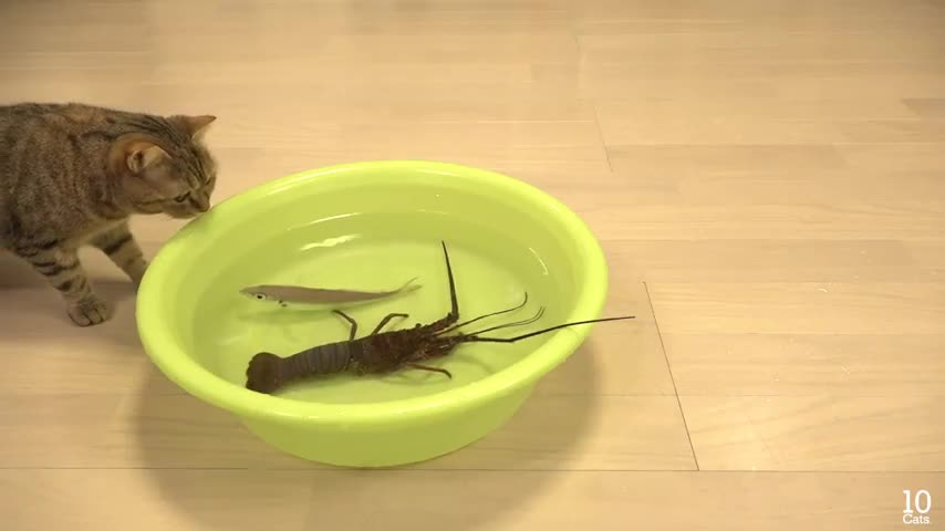 Cat try to catch Japanese spiny lobster !