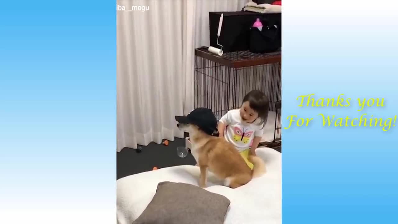 @animals-doing-things-funny-cat-and-dog-videos-compilation-part-1-