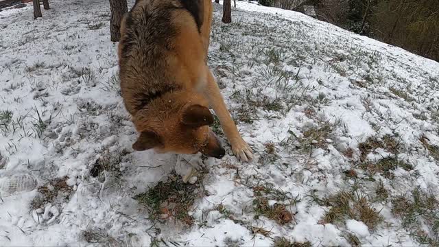 A Dog Playing on a Snowy Grassroots movement of 🐕