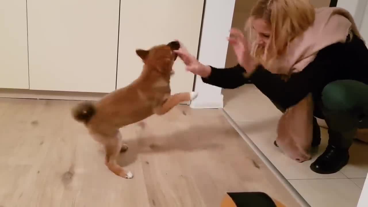 Puppy can't contain his excitement when he sees hi owner for a long time