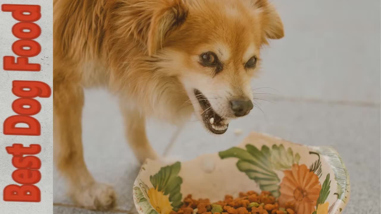 Which Dog Food Is Best? Dry vs Wet vs Dehydrated